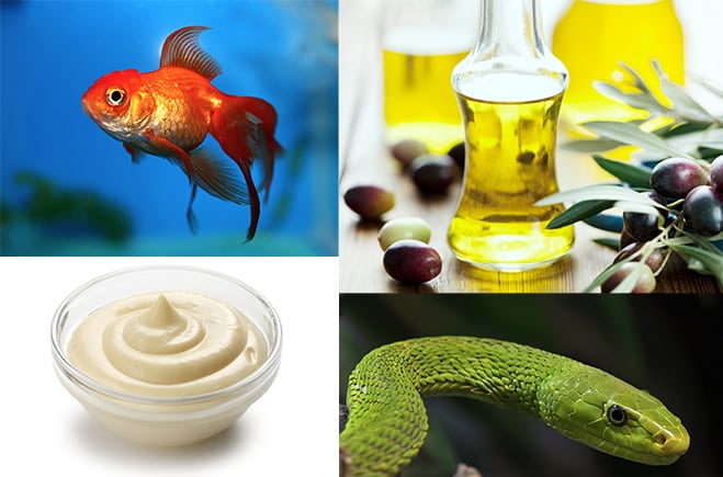 Goldfish in blue water, olive oil bottles, bowl of mayonnaise, and a green snake with blurred backgrounds.