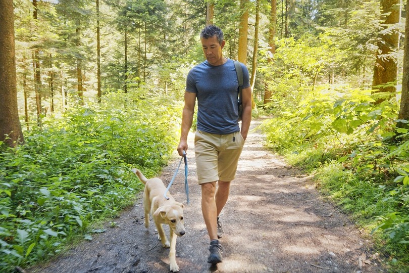 Man walking a Labrador retriever on a forest trail surrounded by tall trees and lush greenery on a sunny day.